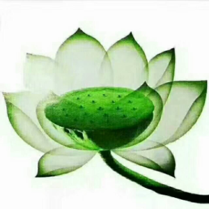 静心家族菩提莲的头像
