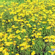 花鼓戏《补锅》选段“野菊花开满坡”(热度:62)由老有所乐翻唱，原唱歌手李谷一