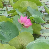 豫剧《花枪缘》：老身家住南阳地(热度:25)由快乐的海洋翻唱，原唱歌手马金凤