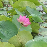 豫剧《花枪缘》：老身家住南阳地(热度:17)由苍海桑田翻唱，原唱歌手马金凤