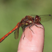 夏日里的一只红蜻蜓(热度:13)由展翅上腾翻唱，原唱歌手泰华