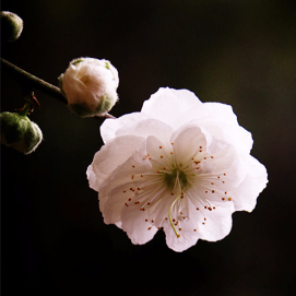 卖花女（花旦制作）(热度:31)由莲心翻唱，原唱歌手李宝莹