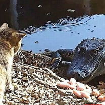 鳄鱼和猫咪的对话(热度:53)由流年似水乐动翻唱，原唱歌手制作：大忽悠