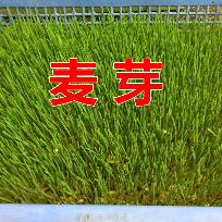 麦芽由李康盈演唱(原唱:郭得胜)_生麦芽