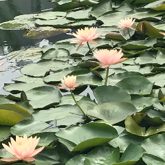 诵读作品：《莲花开了》作者：仓央嘉措(热度:21)由菊英翻唱，原唱歌手制作：石头