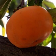 宛若碧琳的头像