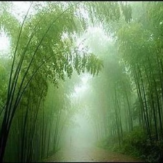 (【朗诵】竹林听雨)原唱是 编辑：天