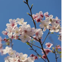 《走进春天遇见芬芳》-智慧在线听(原唱是制作：笑念人生)，大林ql演唱点播:26次