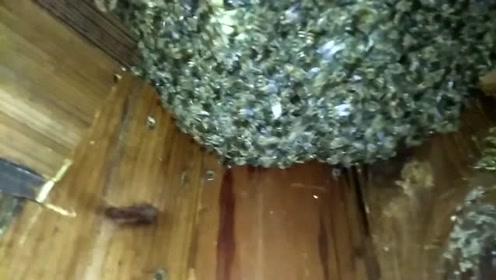 中华野生蜜蜂安家位置分享第五 下