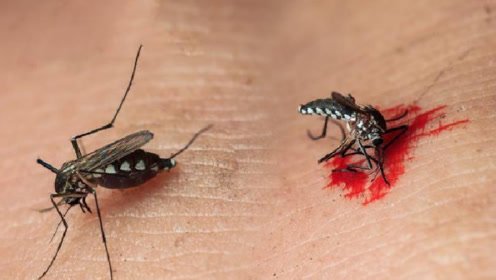 蚊子在吸血时能不能拍死?显微镜放大100倍,看完头皮发麻!