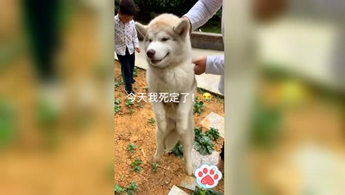 二哈:救命啊,铲屎的要杀狗啦!