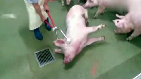 外国屠宰场的杀猪神器,轻轻一碰,猪就倒地上了