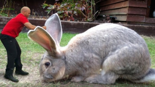 世界上最大的兔子,跟人差不多高,一年吃2万元的草,谁养的起