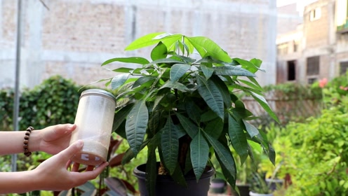 发财树盆里埋上一物,秋季还能蹭蹭长,根深叶茂易过冬