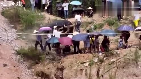 农村斗牛比赛,一只菜牛上场打架不行,逃跑却很在行