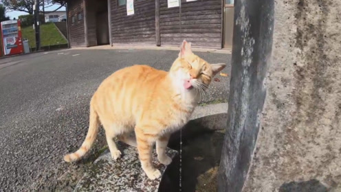 主人带猫咪出门散步,猫咪竟然在路边悠闲地喝水,真是没谁了
