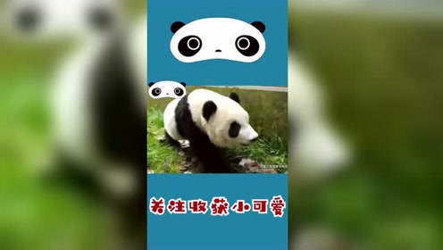这么可爱的小熊猫,你想来哄它睡觉吗?看那小眼神