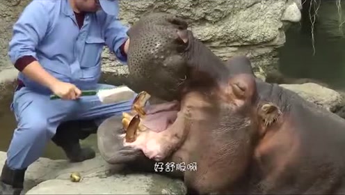 河马也得刷牙,饲养员给它刷牙时,河马张开大嘴闭上眼睛,这表情也太