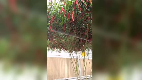 嫁接辣椒第一人,亩产可达三万斤左右