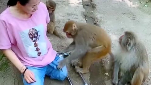 这只猴子太欺负人了