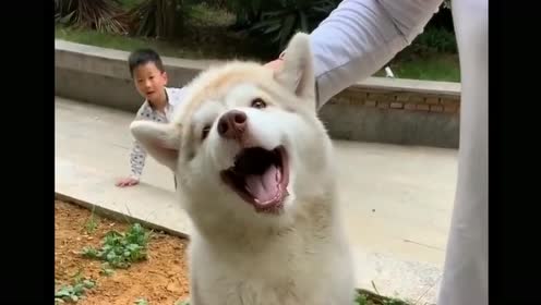 狗子杀狗了有没有人管管救命啊今天算是栽了