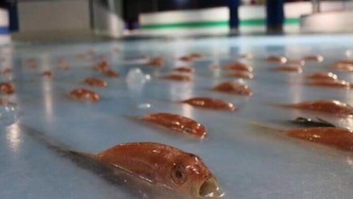 日本溜冰场太残忍了,为吸引游客,竟将5000条鱼冻在冰下面!