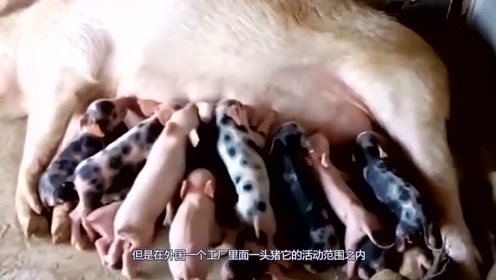 母猪从未离开过猪圈,为什么会意外怀孕?小猪崽还不是同一品种