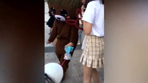 网红熊开始又调皮了,在街上撩妹还掀美女裙子,结果真逗!