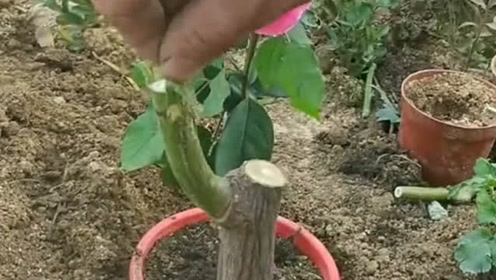 手艺人的嫁接技术,嫁接三色玫瑰技术,太美了涨姿势了!