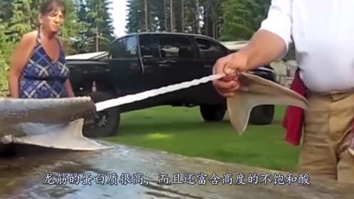 现实版哪吒抽龙筋!怪不得说鱼跃龙门!看着太爽了