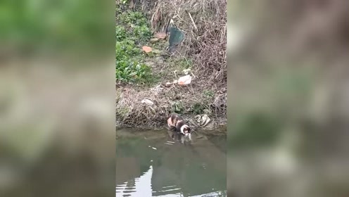 偶遇一只会游泳的三花妹妹