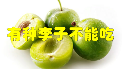 又到了吃李子的季节,有种李子不能吃,你注意到了吗