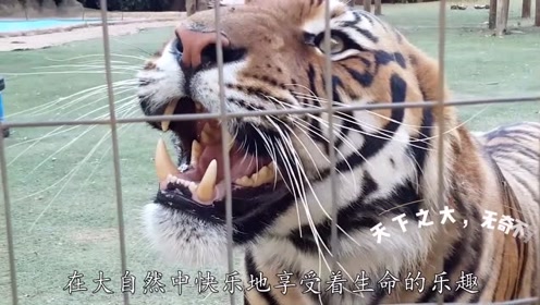 老虎不光牙齿厉害,这个部位也不能小看!看见以后还是要远离