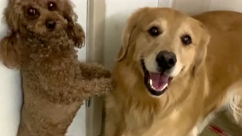 金毛怕冻着泰迪,偷偷把衣服拿来让它穿,泰迪居然要翻脸,真逗
