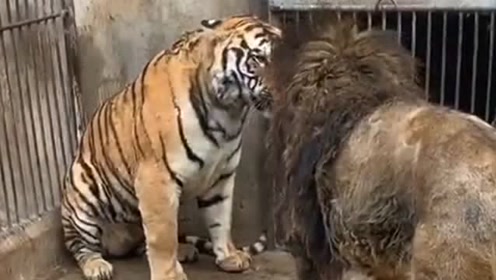 狮子和老虎打架,画面看起来太凶残了,顶级猛兽就是厉害!