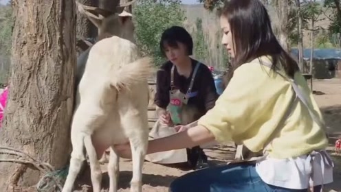 林心如挤羊奶被小羊吓出表情包,阚清子惨遭小羊连环踢