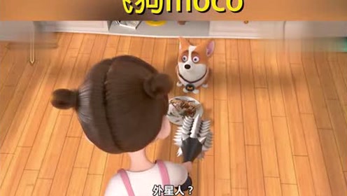 飞狗moco:柯基的帮手把主人吓晕了,这主人分明欺软怕硬啊.