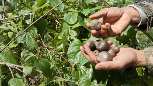 山里有一种植物叫黄独,和山药很相似,卖几十块钱一斤,你认识吗