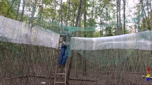 农村大哥准备在小院子里养野山鸡,这样搭建一个鸡棚,可行吗