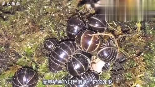 令人自燃的赤焰金龟,原型却是它,还是一味治病的药材