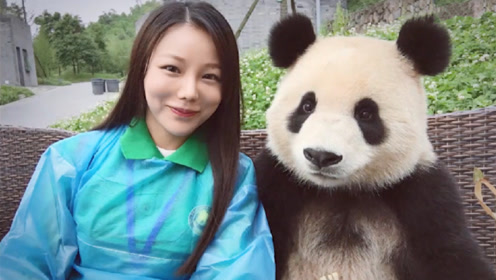 熊猫与游客合影一脸高冷,忽然来了一位美女,接下来憋住别笑