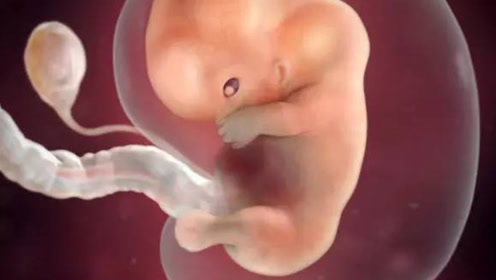 女性排卵"受精"3d还原全过程,看完不许偷笑