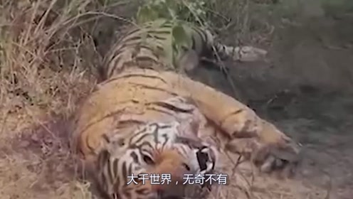 六旬老太意外发现一只死老虎,剖开肚子后,众人一旁低声哭泣!