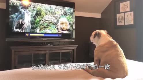 动物看电视!一个比一个搞笑!大白鹅不准主人换台!