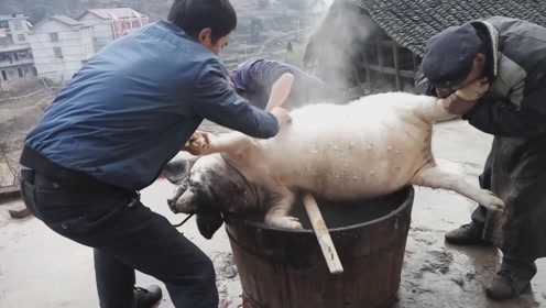 湖南农村杀猪,屠户给猪吹气,这样的操作更好刮毛,很少见了