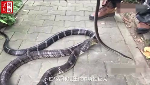 揭秘眼镜王蛇的三大天敌,即使没有平头哥,有它俩就足够了