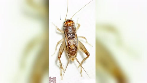斗蟋蟀斗蛐蛐