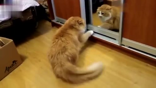 猫咪第一次照镜子太搞笑了,和自己打一架