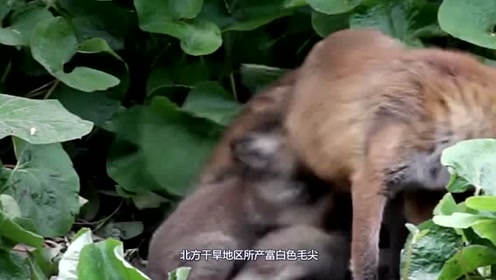 狐狸宝宝睡醒开始吃，狐狸妈妈：自己生的，要忍住！