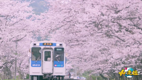 樱花季到来，拿上这份日本最佳赏樱胜地，避开人潮留下最美记忆！